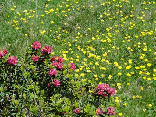 Festa in Piazza a Vellano
