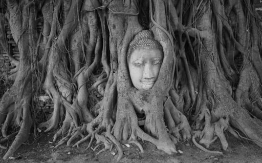 PROTEGGERE LE PIANTE, PROTEGGERE LA VITA