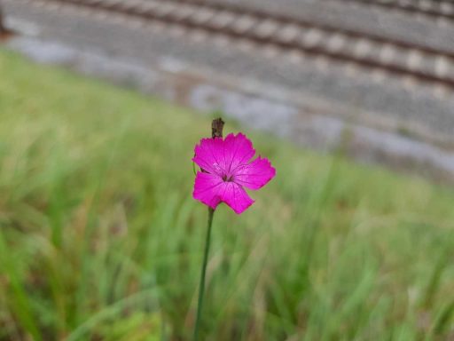 Biodiversità negli insediamenti: cosa offre e come favorirla