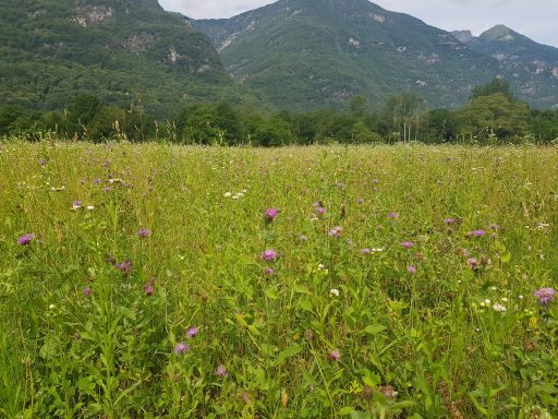 Mattinata ecovolontariato con il WWF